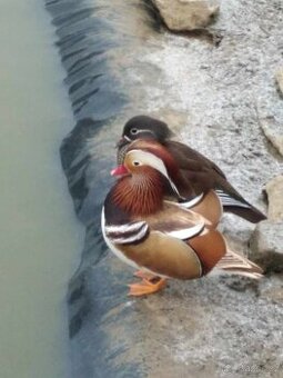 Prodám Kachničky mandarínské