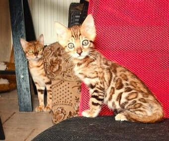 Bengálská kočka - koťátka s PP