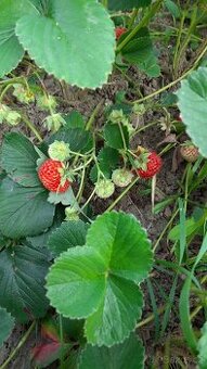 Víceplodící jahody - sazenice