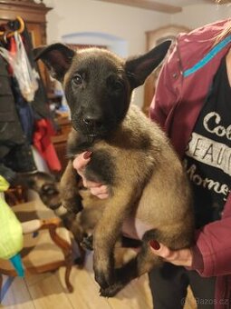 BELGICKÝ OVČÁK MALINOIS