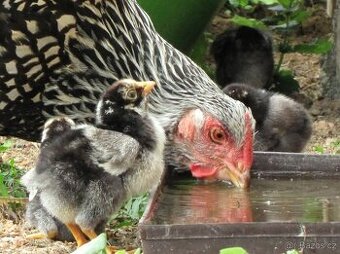 Wyandotka velká - násadová vejce