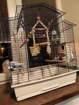 Andulky- chovný pár