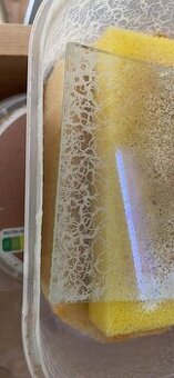 Grindal - živé krmění pro akvarijní ryby