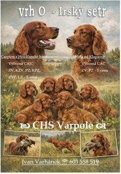 Prodám štěňata Irského setra