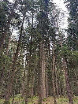 Prodej lesního pozemku k.ú. Zborov