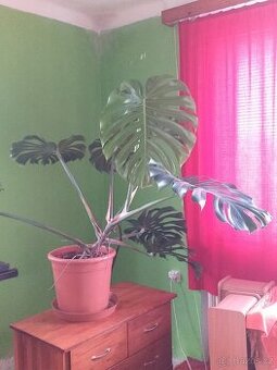 Monstera