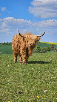 Prodám 4 mladé jalovice Highland Cattle