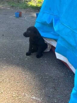 Štěně labradora , labrador