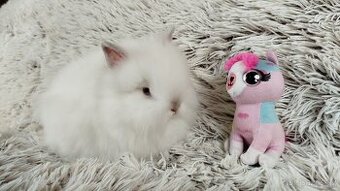 Zakrslý Teddy králíček, králík - HEIDY