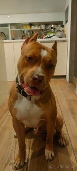 Liondog bull daruji