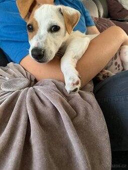 Jack Russell teriér