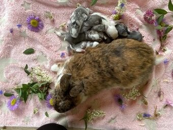 Zakrslí králíčci 🐰