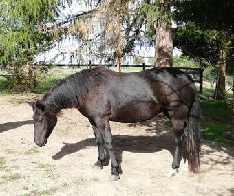 Prodej kobylka pony