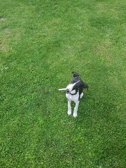 Whippet s PP, vipet