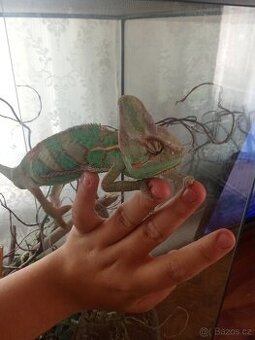 Chameleon jemenský s teráriem