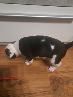 Štěňátka Amstaff - 1