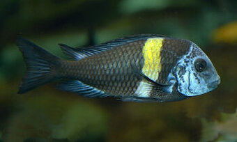 Tropheus duboisi Maswa - 1