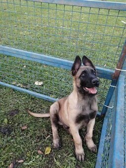 Belgický ovčák Malinois - 1