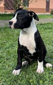 americký stafordšírský teriér