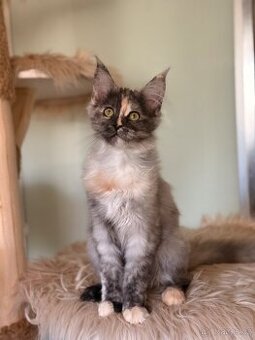 Mainská mývalí s PP