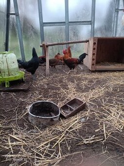 Zlatá česká kropenka