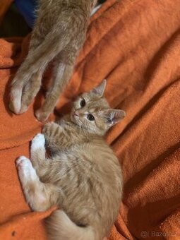 Daruji 3 měsíční koťata