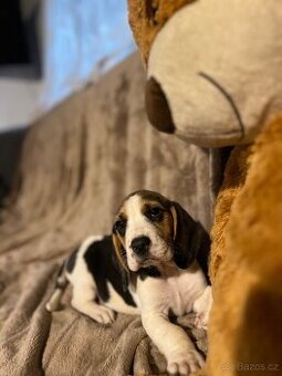 Bígl trikolor, štěňátka