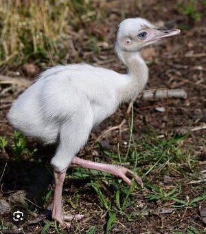 Nandu Pampovy KOUPIM