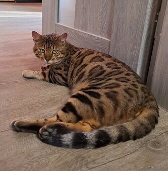 Bengálský kocour, koťatka s PP