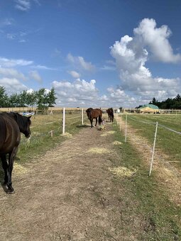 Trekové pastevní ustájení exit34 D1