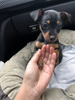 Štěně Pražský krysařík