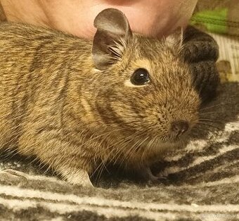 Osmaci degu