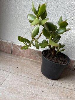 tlustice vejčitá - crassula ovata,