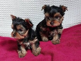 Jorkširsky teriér yorkširsky teriér