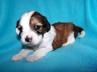 Tibetský teriér s PP - štěňata