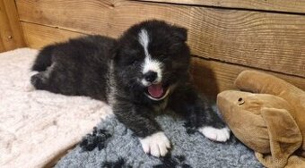 Akita inu, štěňátko s průkazem původu.
