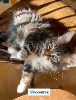 Mainská mývalí koťátka