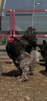 Brahmánka velká modrá a černá