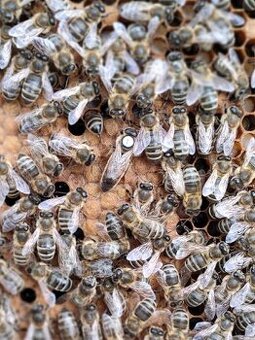 prodám  včelí oddělky včely včelstva 2026