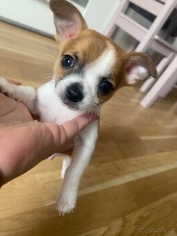 Štěňátko čivavy bez pp