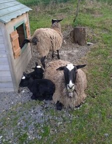 Jehňata romanovských ovcí