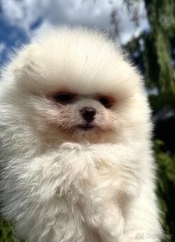 POMERANIAN S PP FCI