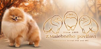 POMERANIAN S PP FCI