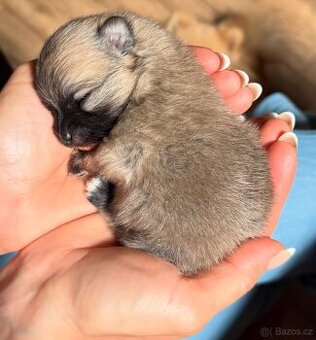 POMERANIAN S PP FCI