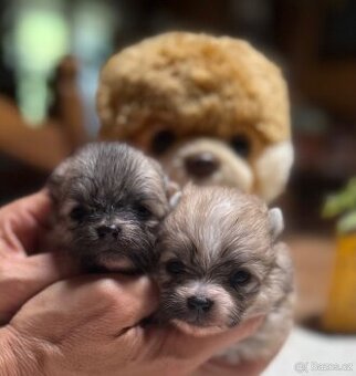 POMERANIAN S PP FCI