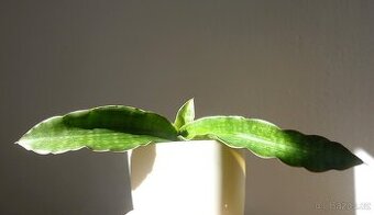 Tchynin jazyk, Sansevieria , Nalika Green Form