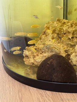 Tlamovci Labidochromis yellow kakusa - 1