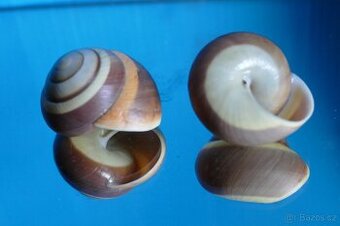 Asperitas trochus f. parvinsularis