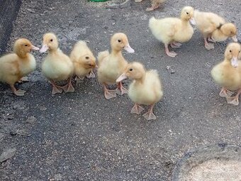 Káčata mix ze dvorku (pekingská x saská)