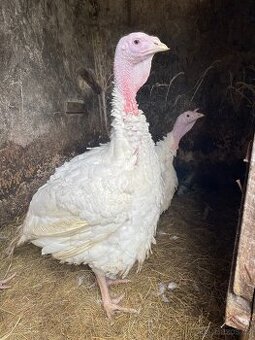 Krocani